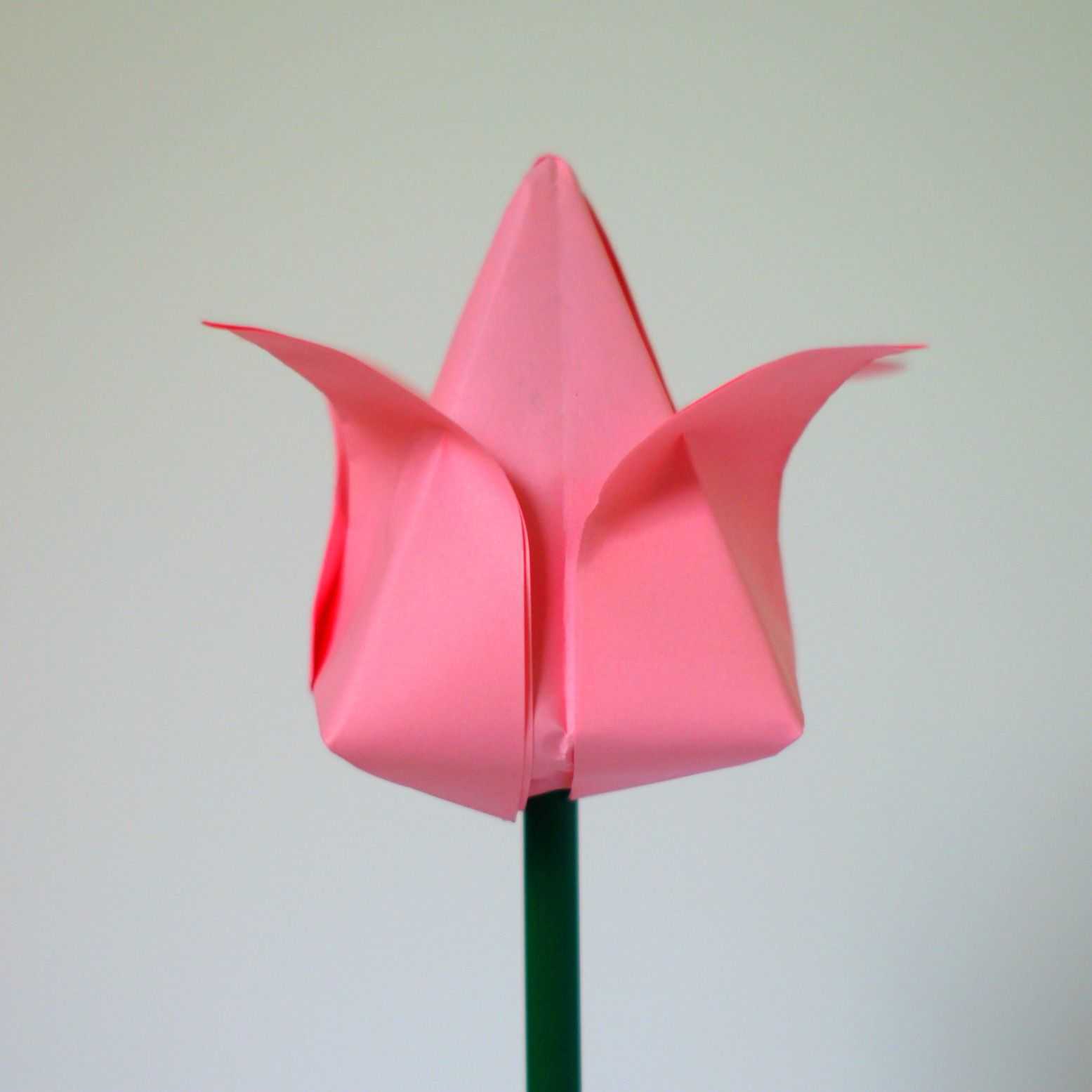 Тюльпан из бумаги поэтапно — схемы и шаблоны для начинающих, фото, учимся складывать оригами цветы из бумаги