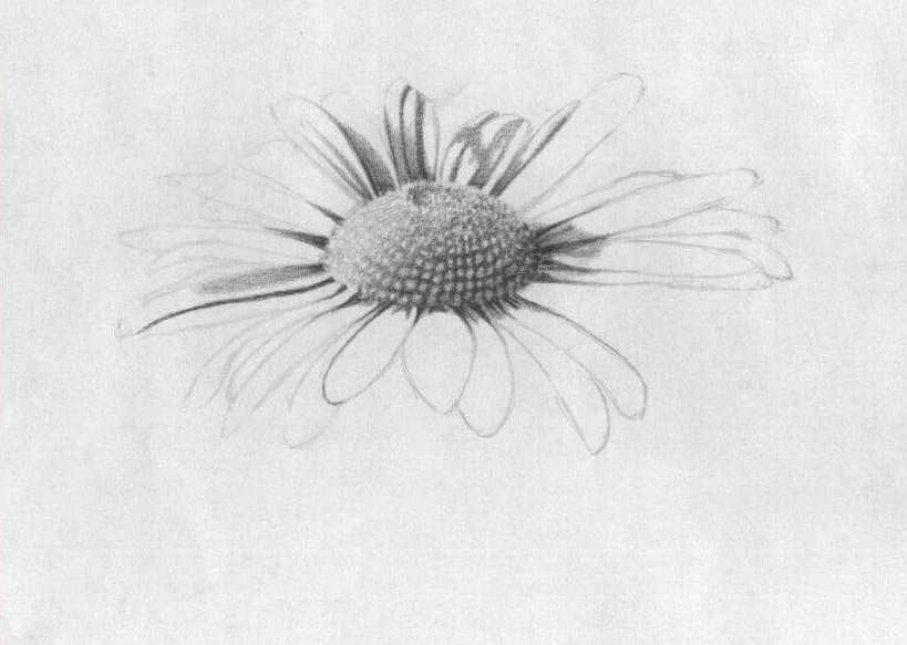Рисунки ромашек карандашом