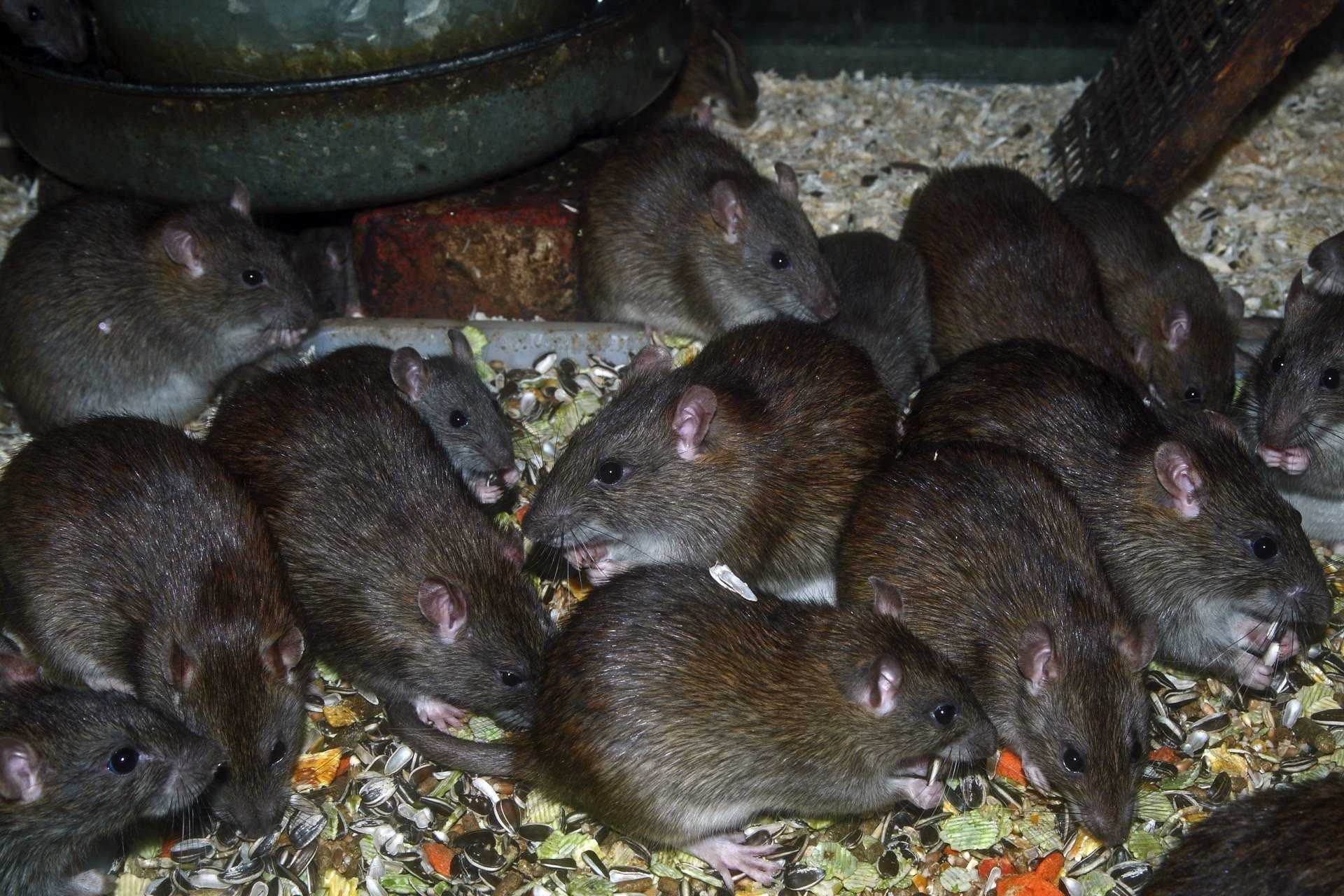 Мыши маленькие серые много