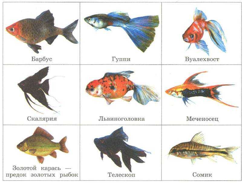 Выбираем имя для аквариумной рыбки