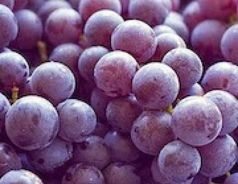 К чему снится виноград по толкованию популярных сонников. к чему снится виноград: спелый, кислый, погибший