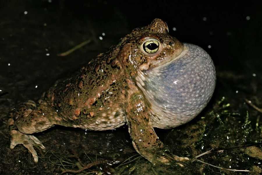 К чему снится жаба во сне: толокование по сонникам