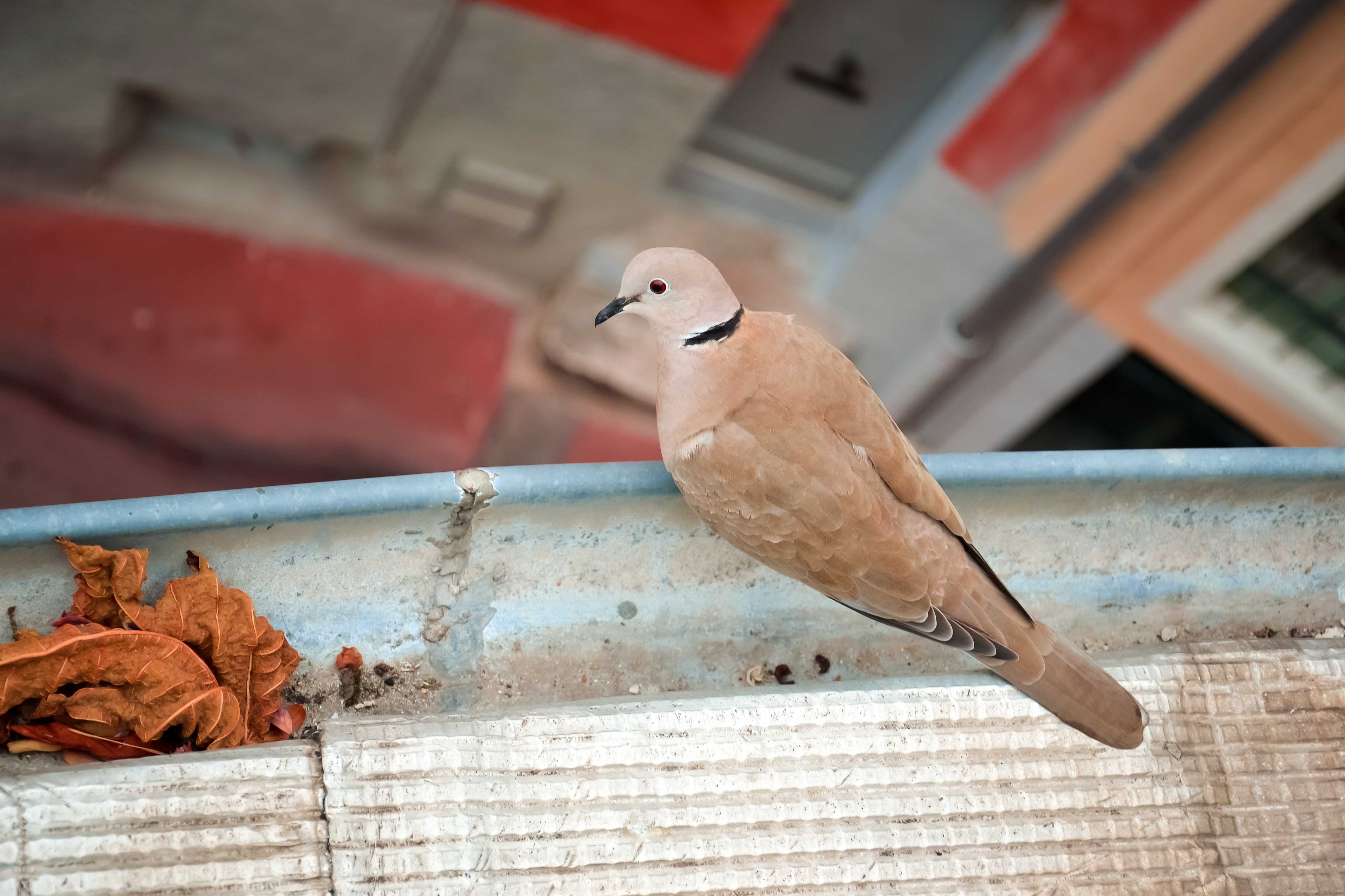 Гнездо голубя на балконе примета. Как избавиться от голубей. Что если голубь залетел на балкон.