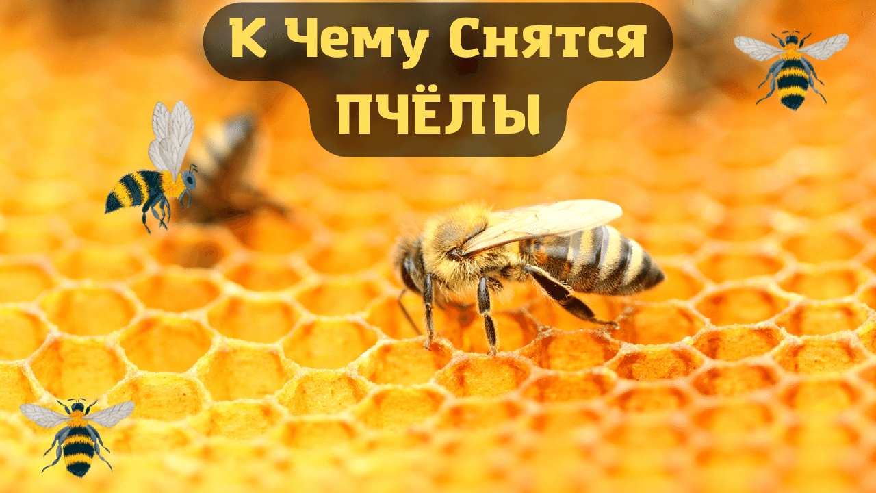 Сонник пчела к чему снится во сне? видеть пчелу что означает?
