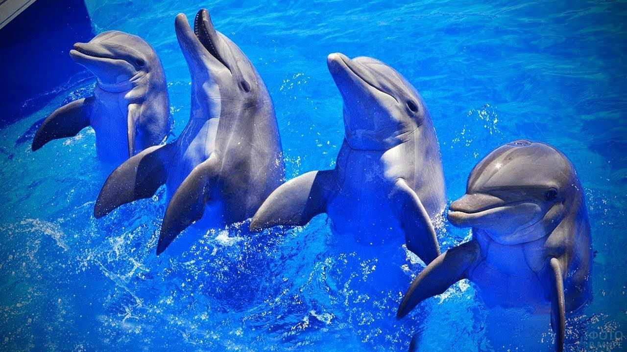 К чему снится дельфин — сонник, гладить, кормить и плавать с дельфинами в море во сне