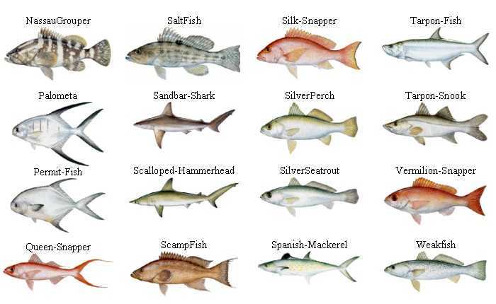 Имена для рыбки петушок, самый большой список вариантов