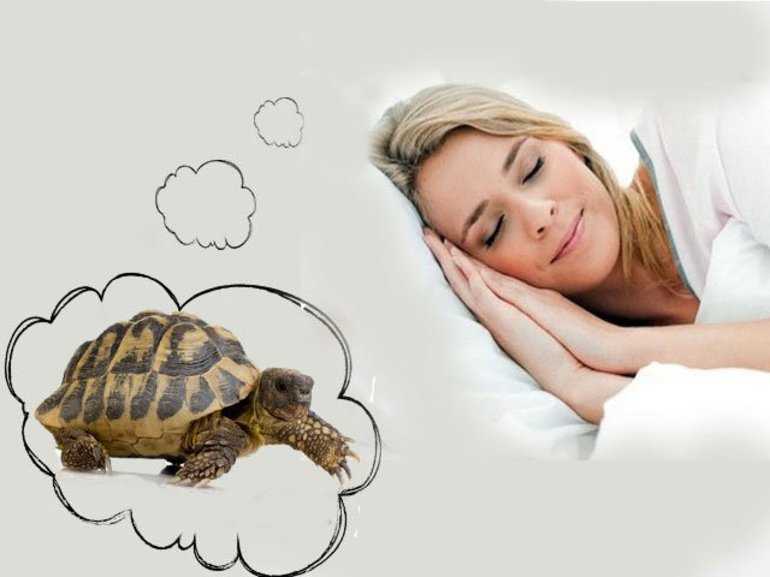 К чему снится черепаха: толкование по разным сонникам