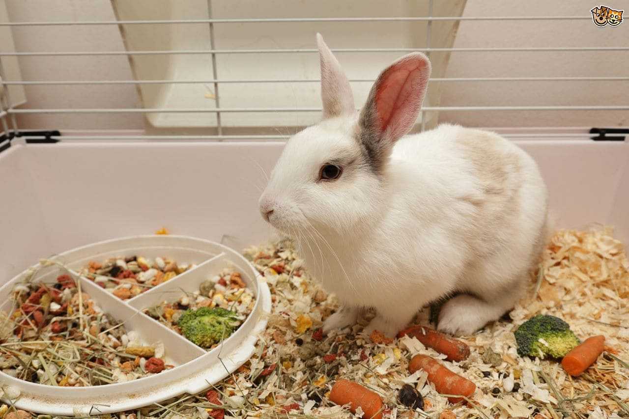 Чем можно кормить декоративного. Декоративный кролик. Еда для кроликов. Домашние кролики декоративные. Кролик домашний декоративный.