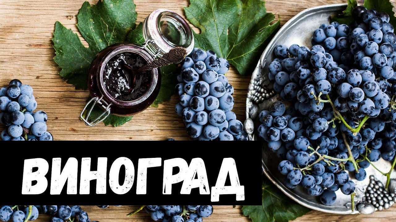Сонник: приснился виноград. к чему снится виноград, гроздья винограда, крупный, мелкий? - tolksnov.ru