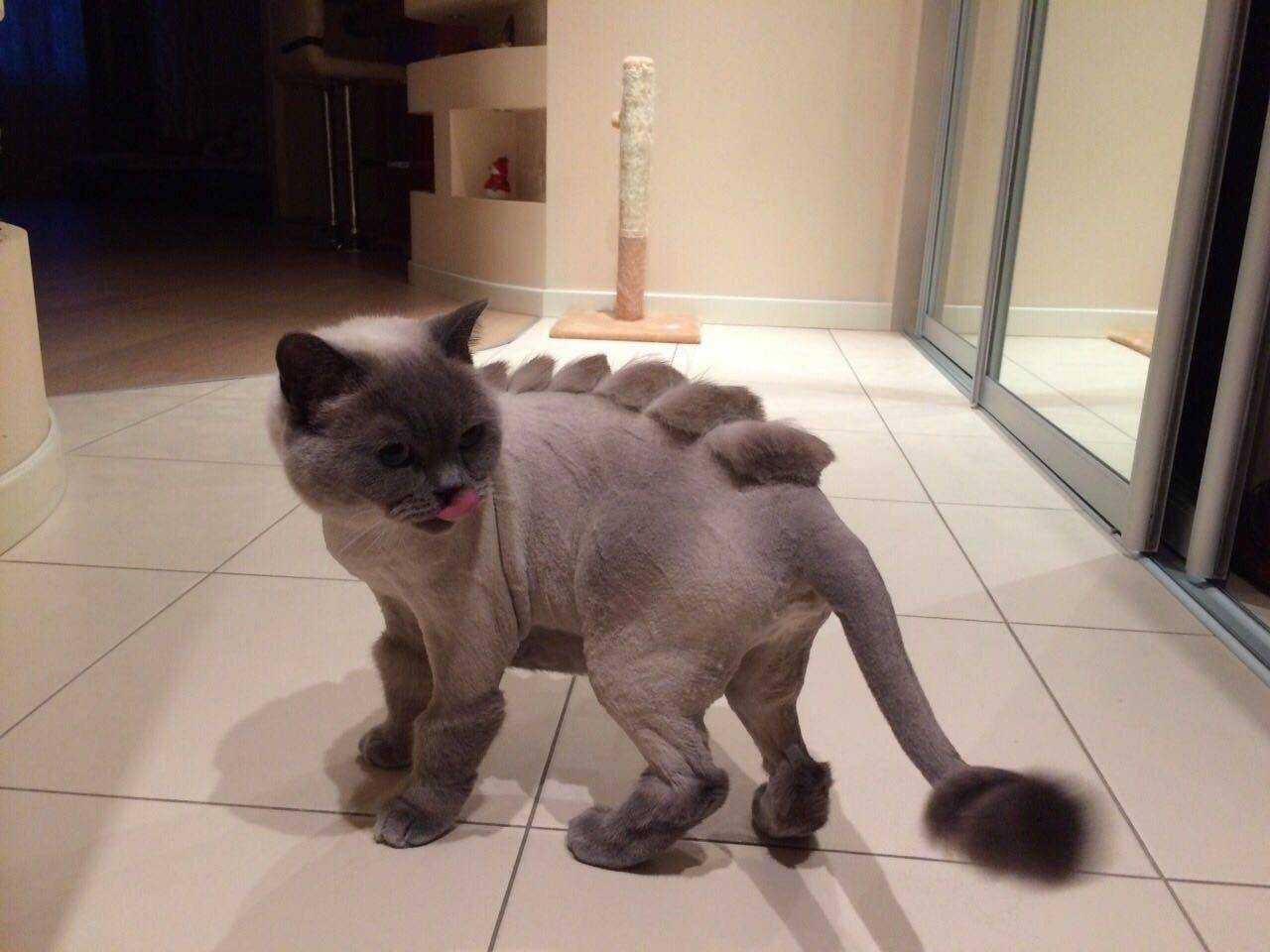Можно подстричь сиамскую кошку