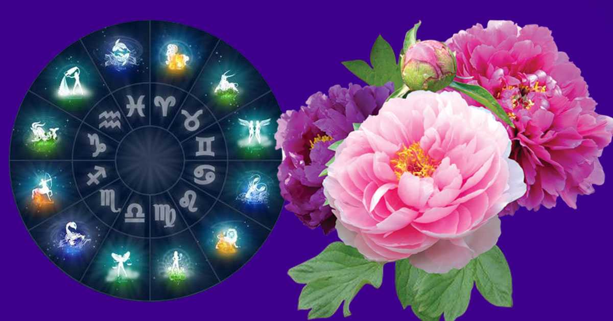 Какой ваш цветок по знаку зодиака (фото и описание)