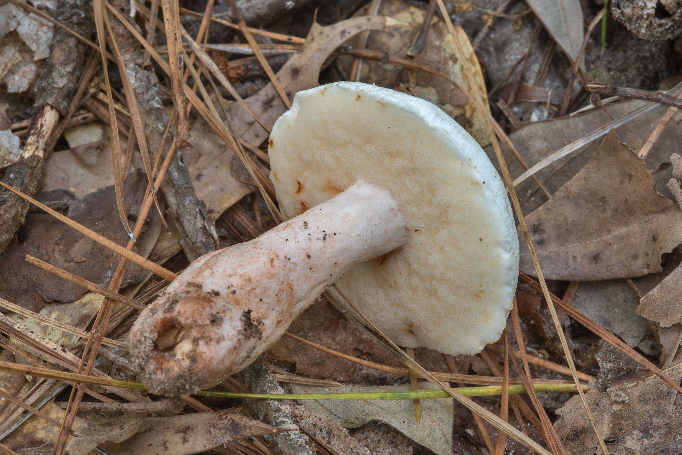 Сонник грибы большие. Червивый гриб. Трухлявый гриб.