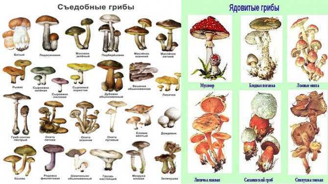 Как правильно искать грибы, а также собирать их? - 7 народных примет