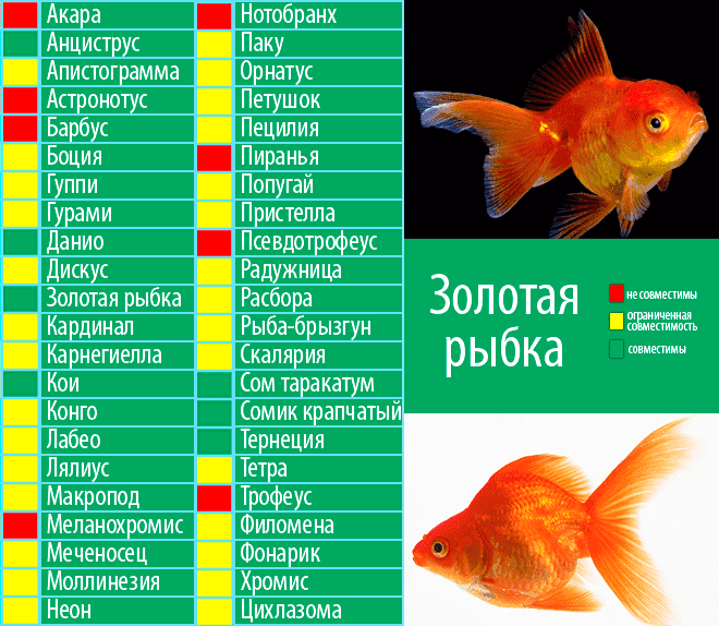 Женские и мужские имена ребенку рожденного под знаком зодиака рыбы