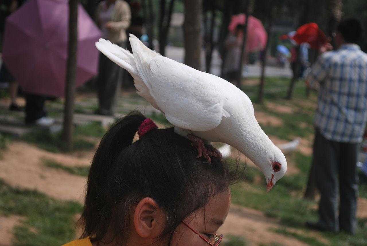 Птицы на одежде примета. Голова голубя. Птица на голове!. Голубь сел на голову. Голубь с белой головой.