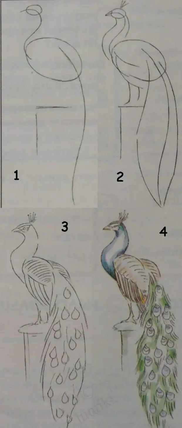 Как нарисовать павлина поэтапно для детей
