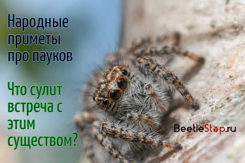 К чему увидеть паука в доме, квартире ванной, на кухне, утром, вечером, днем, ночью, белого, красного, черного, желтого, зеленого, крестовика, мертвого, много пауков, убить паука намеренно или нечаянно: приметы
