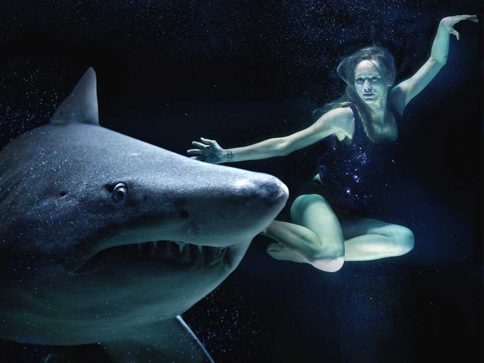 К чему снится акула: в воде, в море, акула во сне женщине.