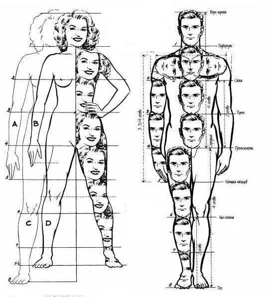 Как нарисовать среднего человека