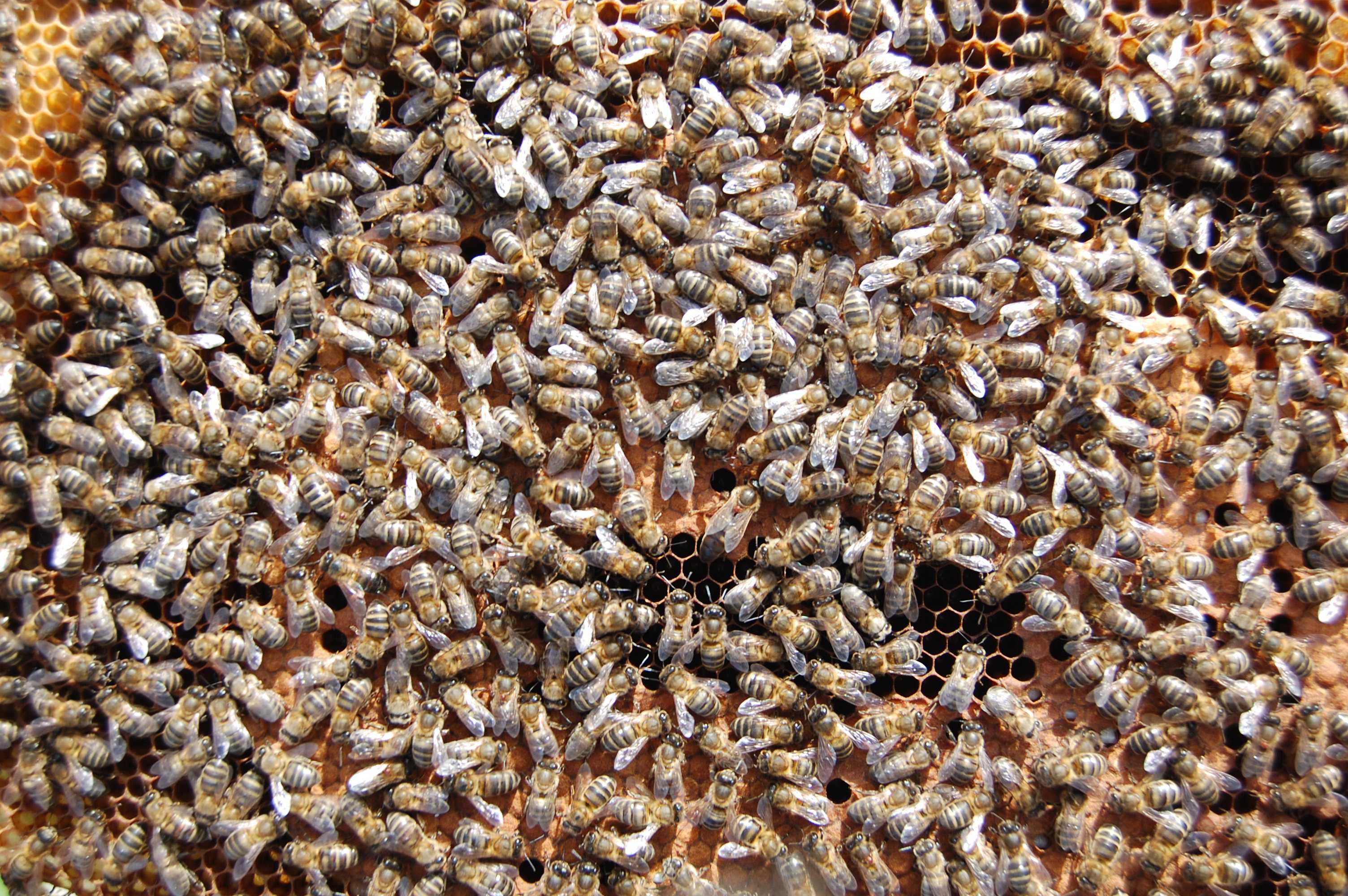 К чему снятся пчелы: толкования сонников, что означает пчелиный укус во сне