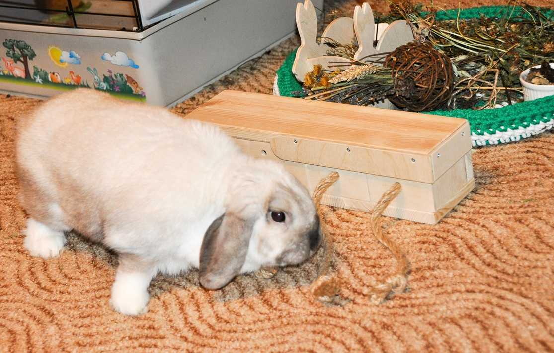 Кролики декоративные сколько живут в домашних условиях