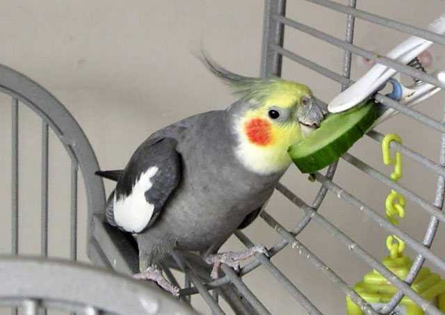 Как содержать в домашних условиях попугаев корелла