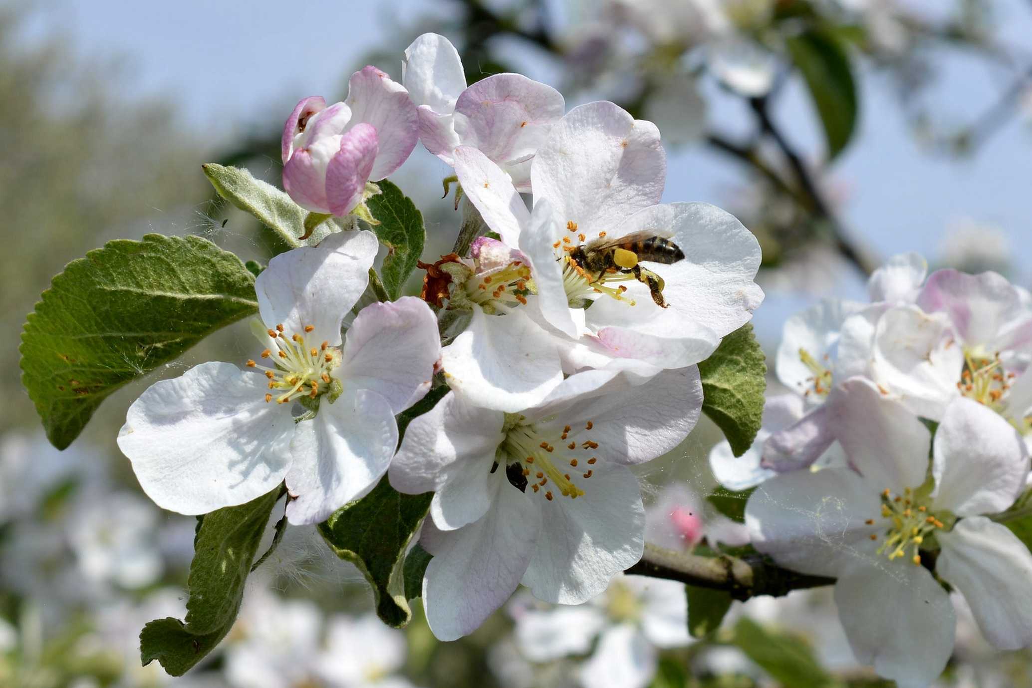 Цветение яблони Хоккайдо
