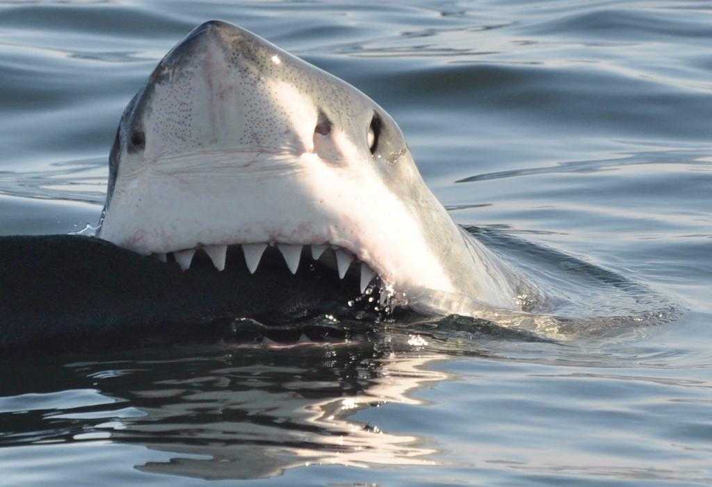 Сонник - акула в воде к чему снится акула в воде во сне приснилась