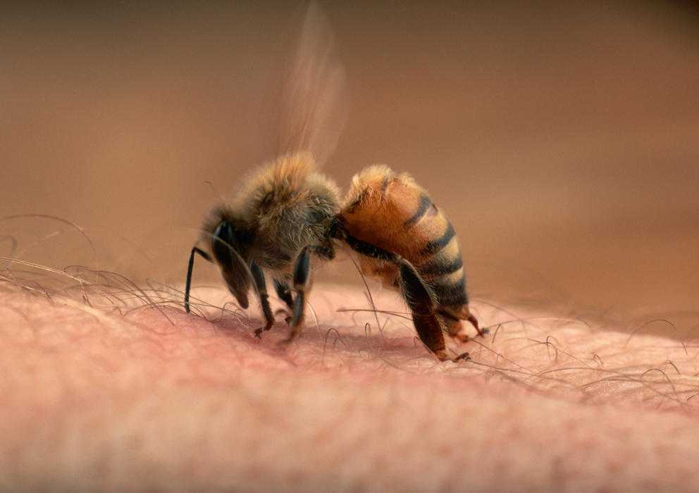 К чему снятся пчелы: много, кусают женщину, рой пчел, в доме, пасека