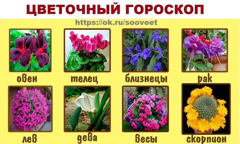 Какие цветы дарить разным знакам зодиака?: советы астрологов | фэн-шуй и непознанное | школажизни.ру