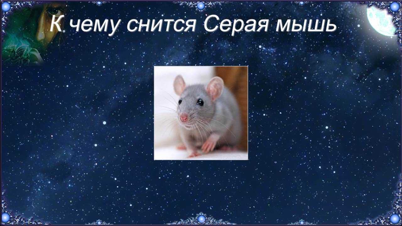 К чему снятся мыши во сне: большие, маленькие, когда их много, убегающие