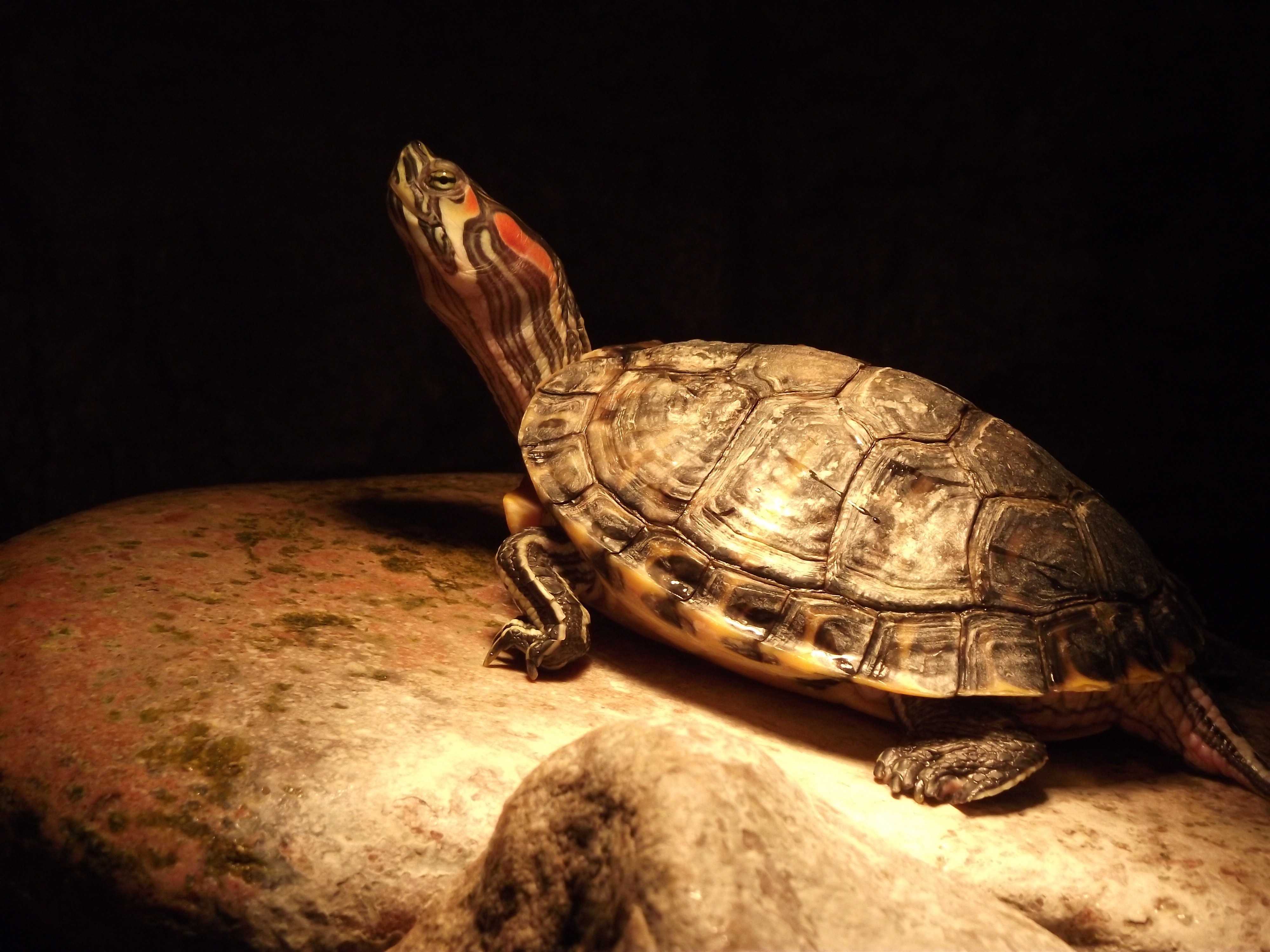 К чему снится черепаха? к чему снится много черепах :: syl.ru
