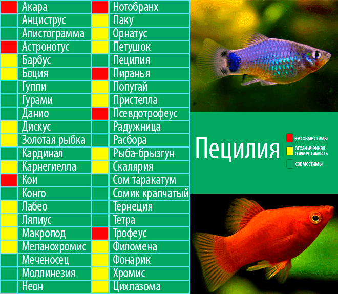 Интересные имена для рыбок