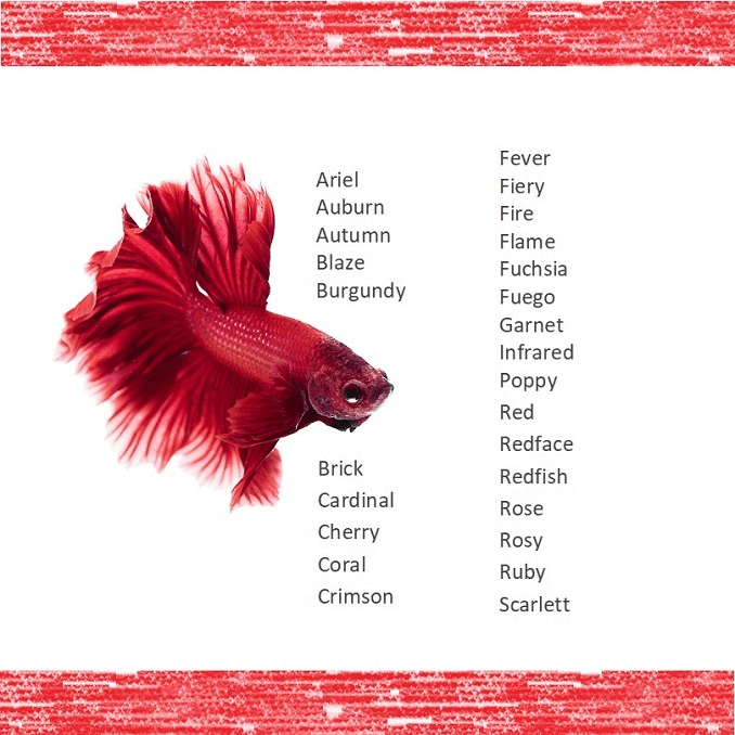 ᐉ как назвать рыбку: имена для самок и самцов, петушка и других видов - kcc-zoo.ru