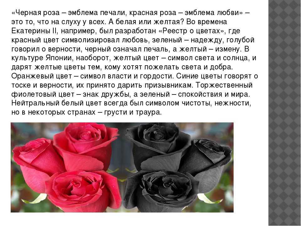 Сонник: розы — к чему снятся