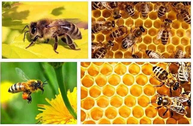 К чему снятся пчелы женщине или мужчине во сне? приснилось много пчел? видели во сне целый пчелиный рой? большая пчела ужалила во сне? толкование сна по разным сонникам.