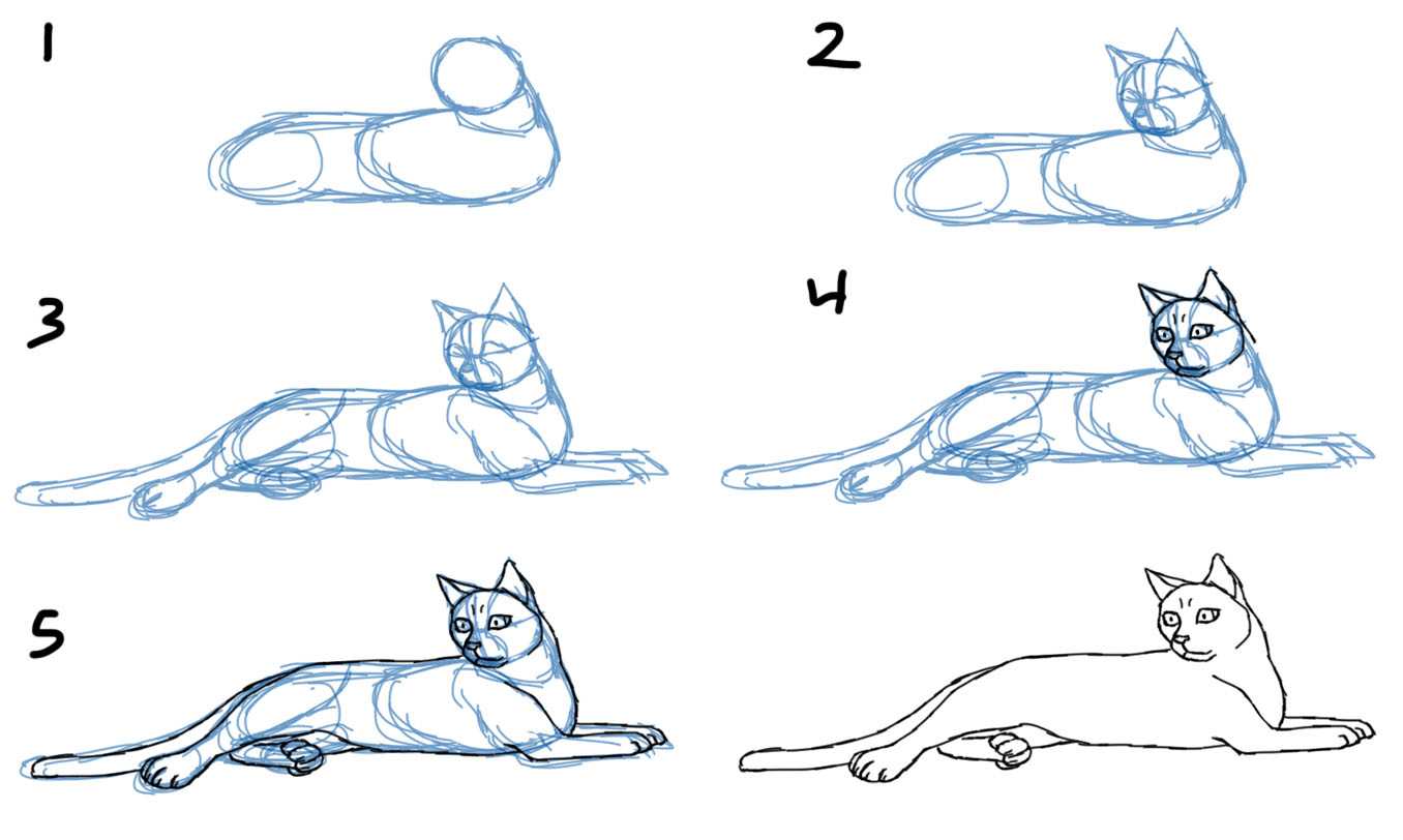 Уроки рисования для начинающих с нуля взрослых. Рисунки для срисовки лёгкие. Поэтапное рисование кошки. Схема рисования кошки. Рисунок кошки пошагово.