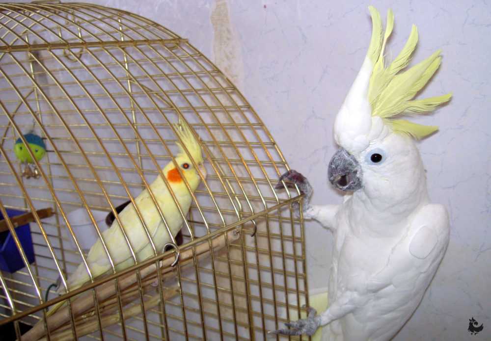 Попугай корелла 🦜 все, что нужно знать владельцу | pet7