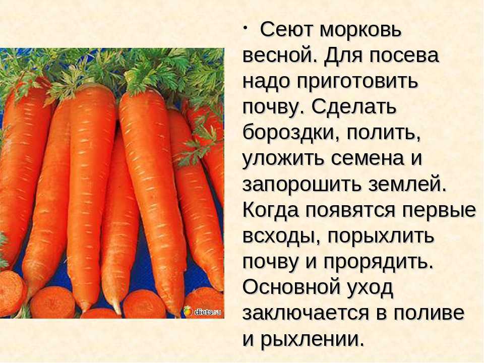 К чему снится  морковь во сне — по 90 сонникам! если видишь во сне морковь что значит?