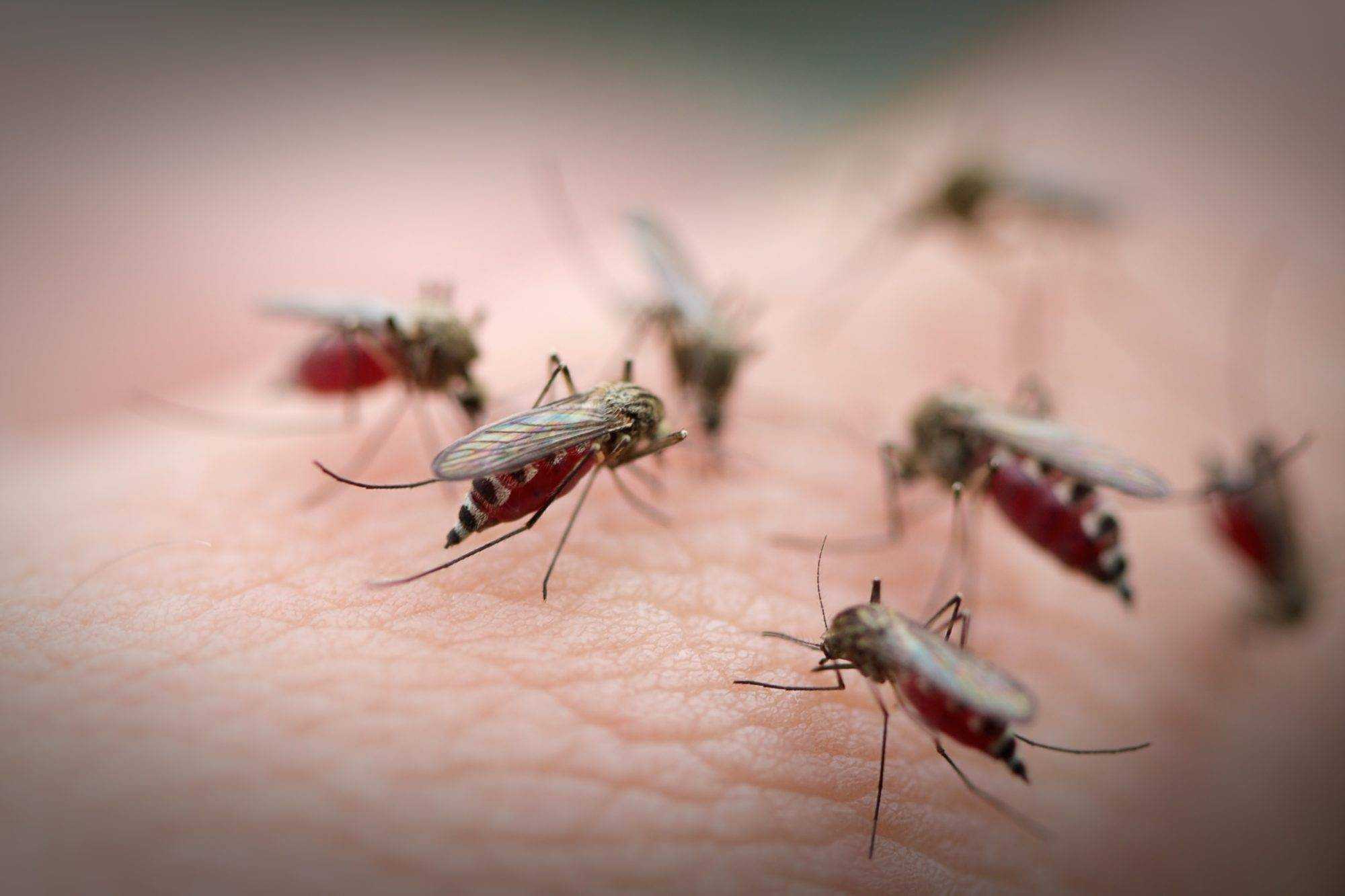 Любимая группа комаров. Гнус Рой. Гнус мошка. Кровососущие насекомые комары. Нашествие малярийных комаров.