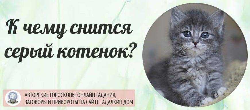 Сонник миллера котята. К чему снятся котята. К чему снится серый кот. Серый котенок во сне. К чему снится котенок снится котенок.