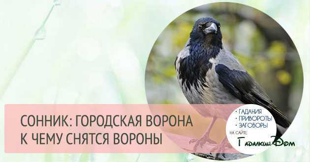 К чему снится залетевшая в дом ворона? значение и толкование сновидения - tolksnov.ru