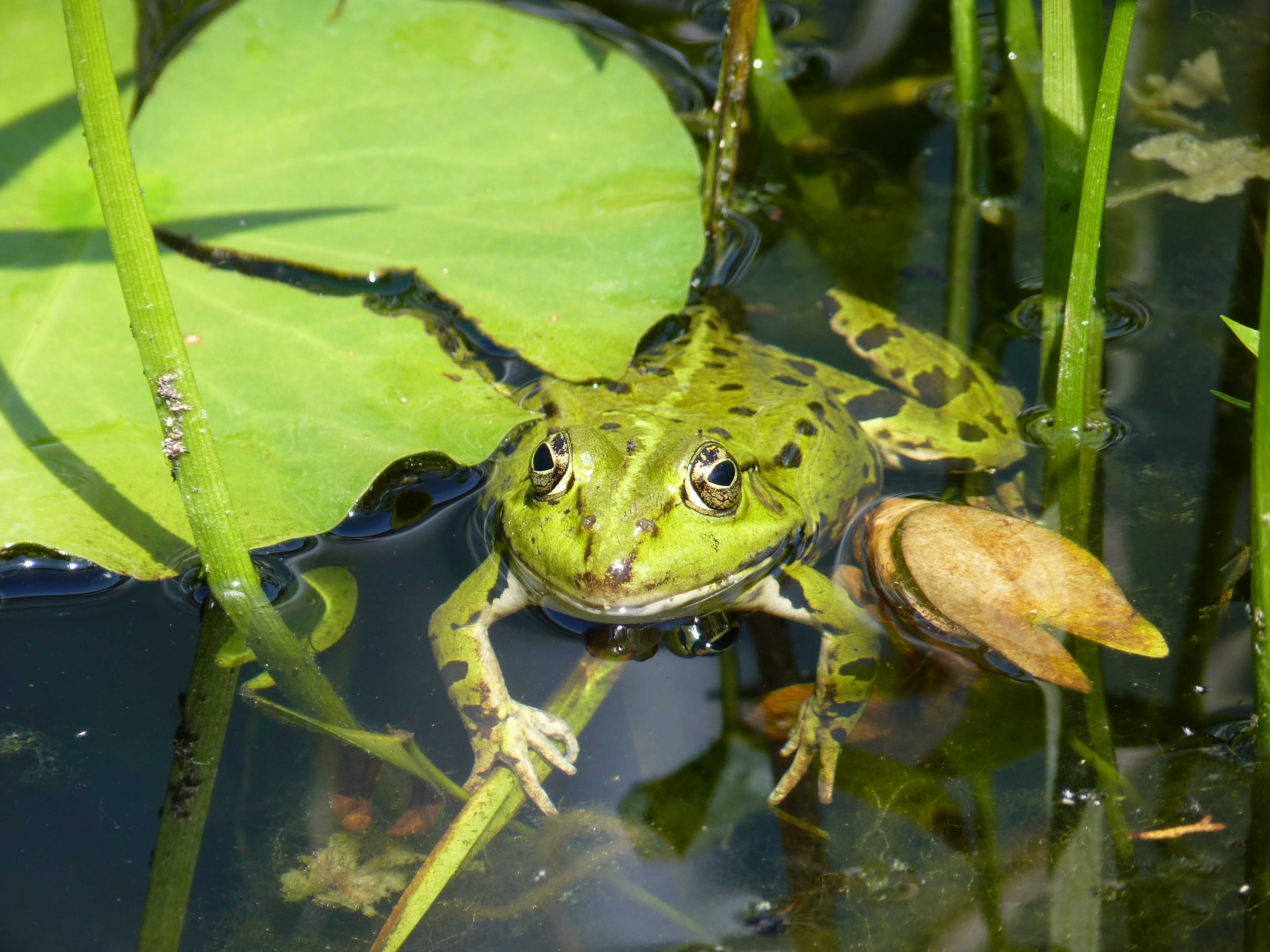 К чему снятся жабы или лягушки