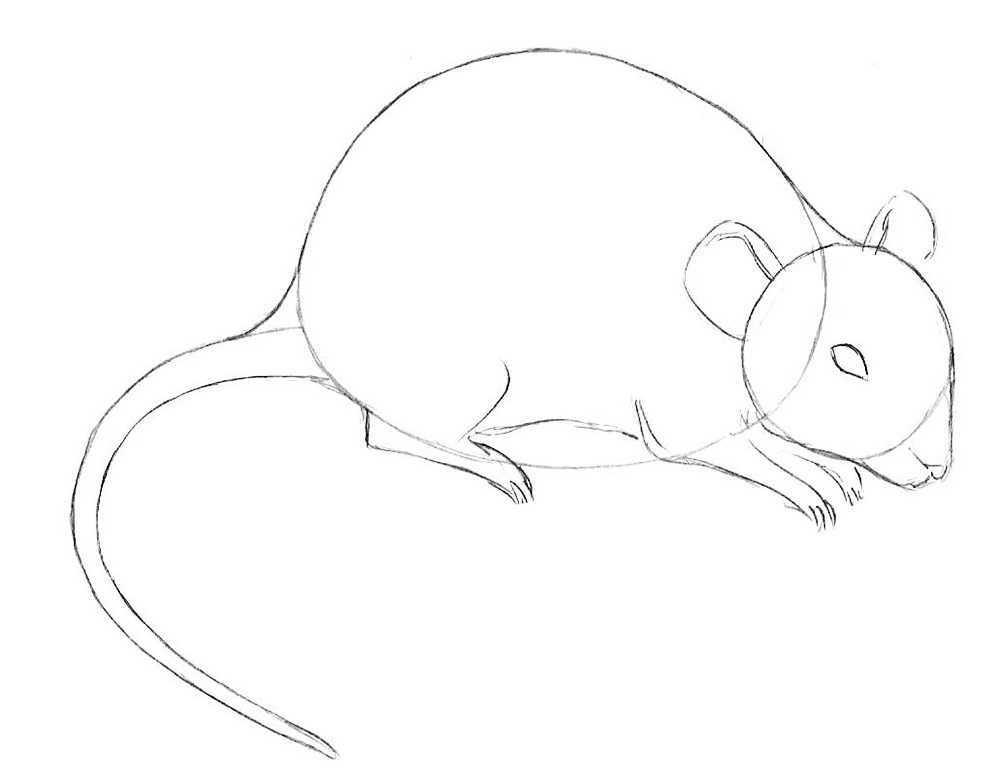 Как легко нарисовать мышку