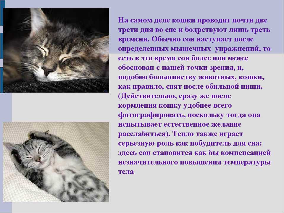 Кошки во сне для женщины к чему. К чему снятся кошки. Кошки во сне к чему снится. Сонник кошка. К чему снятся котята во сне.