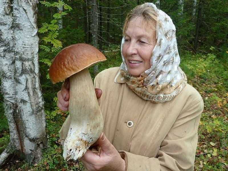 Сонник грибы большие. Большой белый гриб. Огромный гриб. Огромный белый гриб. Гигантские грибы.