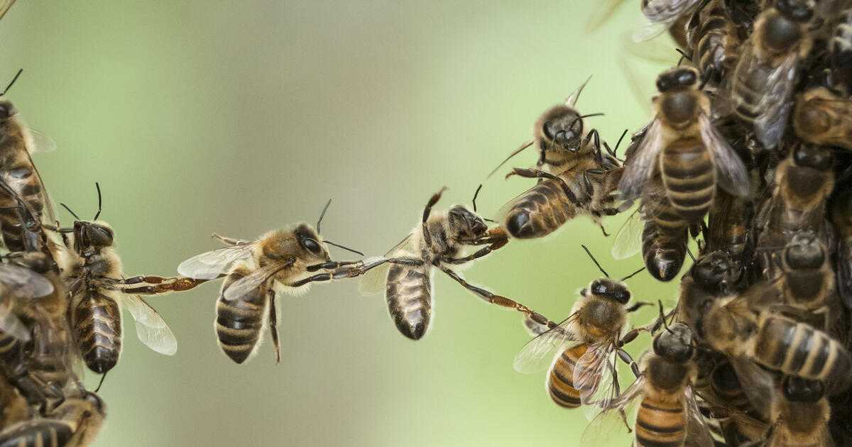 К чему снятся пчелы: токование по сонникам. что означает сон, если пчела залетела в ваш дом, укусила вас, умерла? к чему снится пчелиный рой, улей, медовая пчела, шершень, оса?