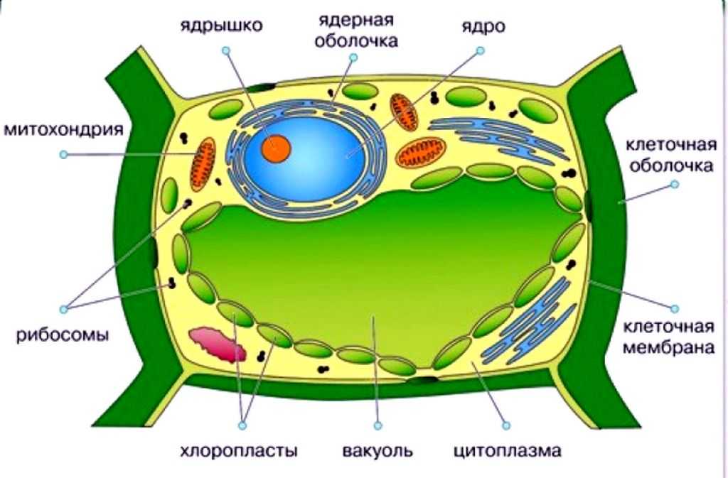 Структура клетки схема