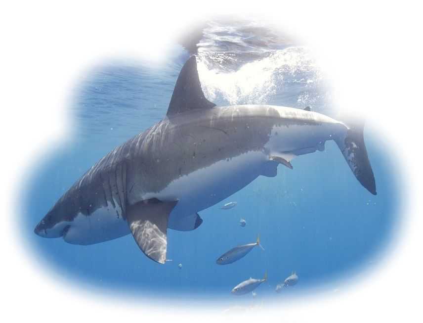К чему снится акула — 255 толкований из разных сонников
