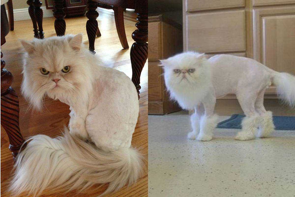 Подстригли кота а он белый